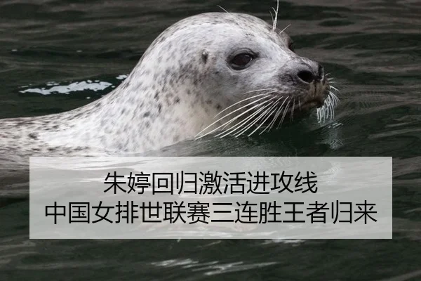 朱婷回归激活进攻线 中国女排世联赛三连胜王者归来